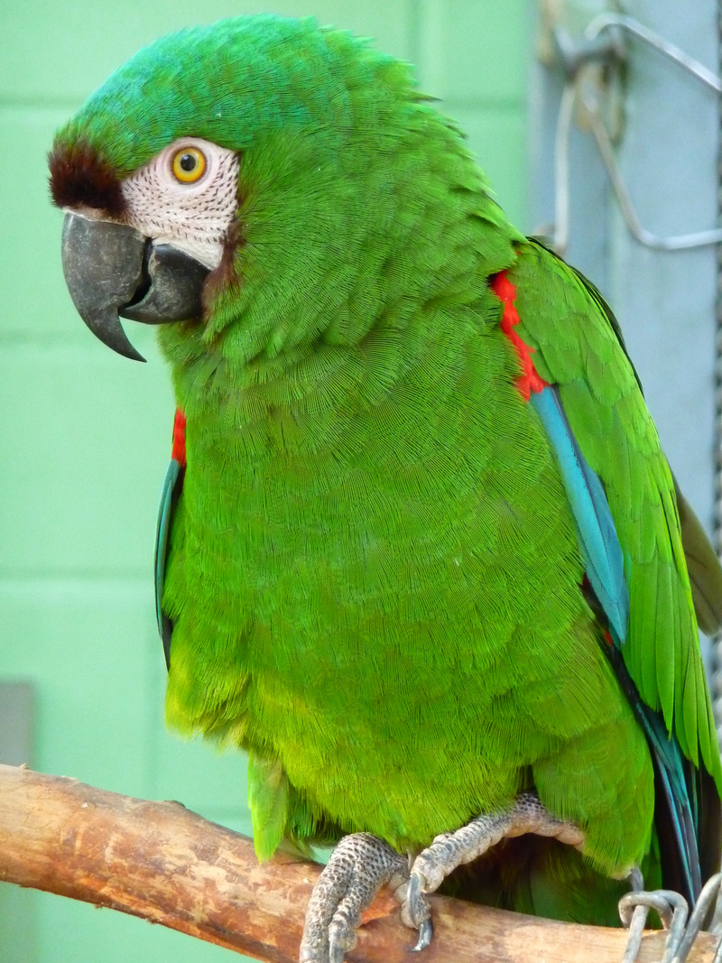 chestnut-fronted macaw, severe macaw (Ara severus); DISPLAY FULL IMAGE.