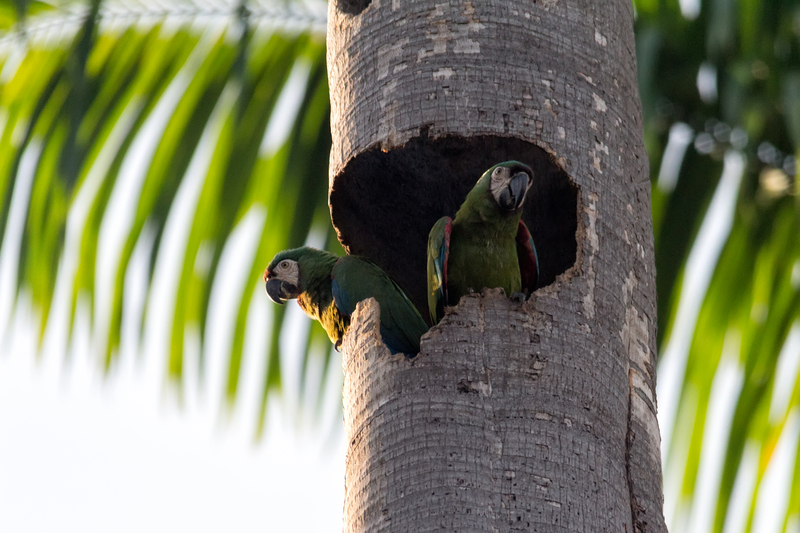 chestnut-fronted macaw, severe macaw (Ara severus); DISPLAY FULL IMAGE.