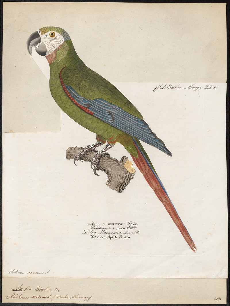 chestnut-fronted macaw, severe macaw (Ara severus); DISPLAY FULL IMAGE.