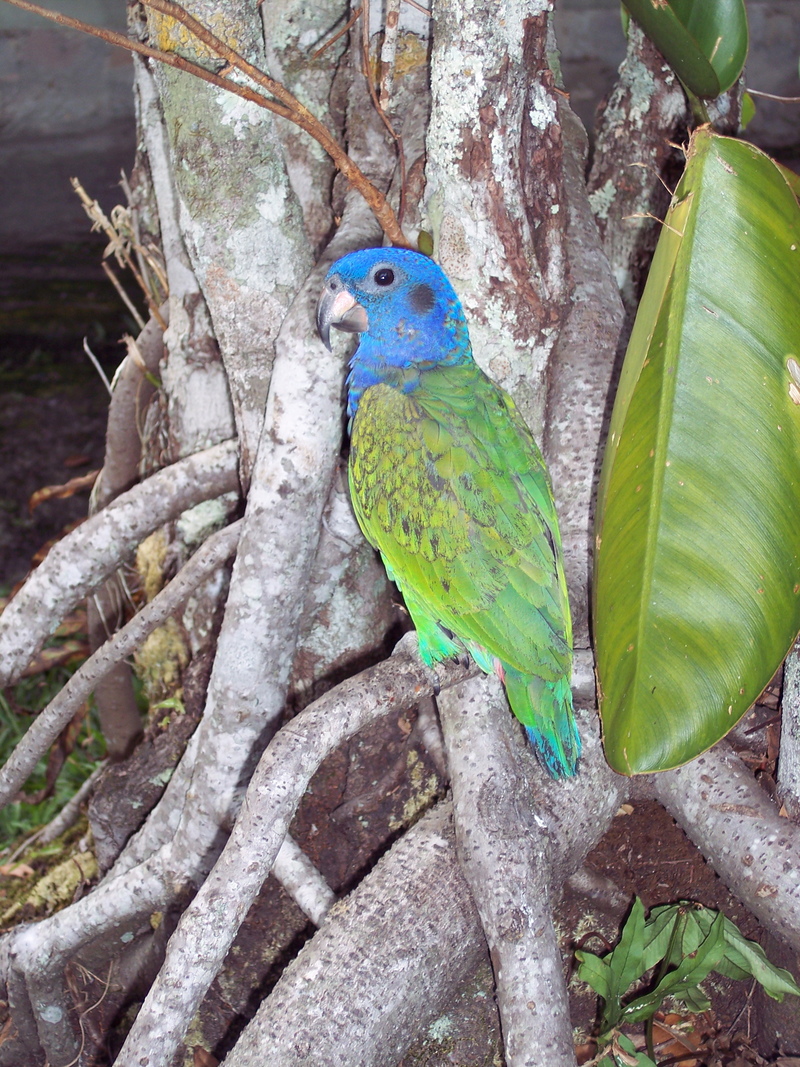 blue-headed parrot (Pionus menstruus); DISPLAY FULL IMAGE.