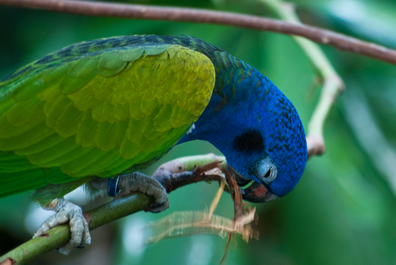 blue-headed parrot (Pionus menstruus); DISPLAY FULL IMAGE.