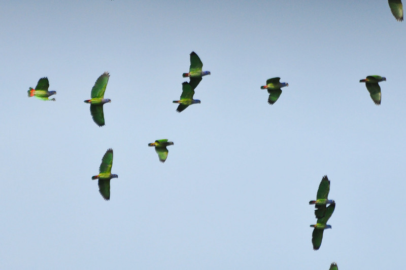 blue-headed parrot (Pionus menstruus); DISPLAY FULL IMAGE.