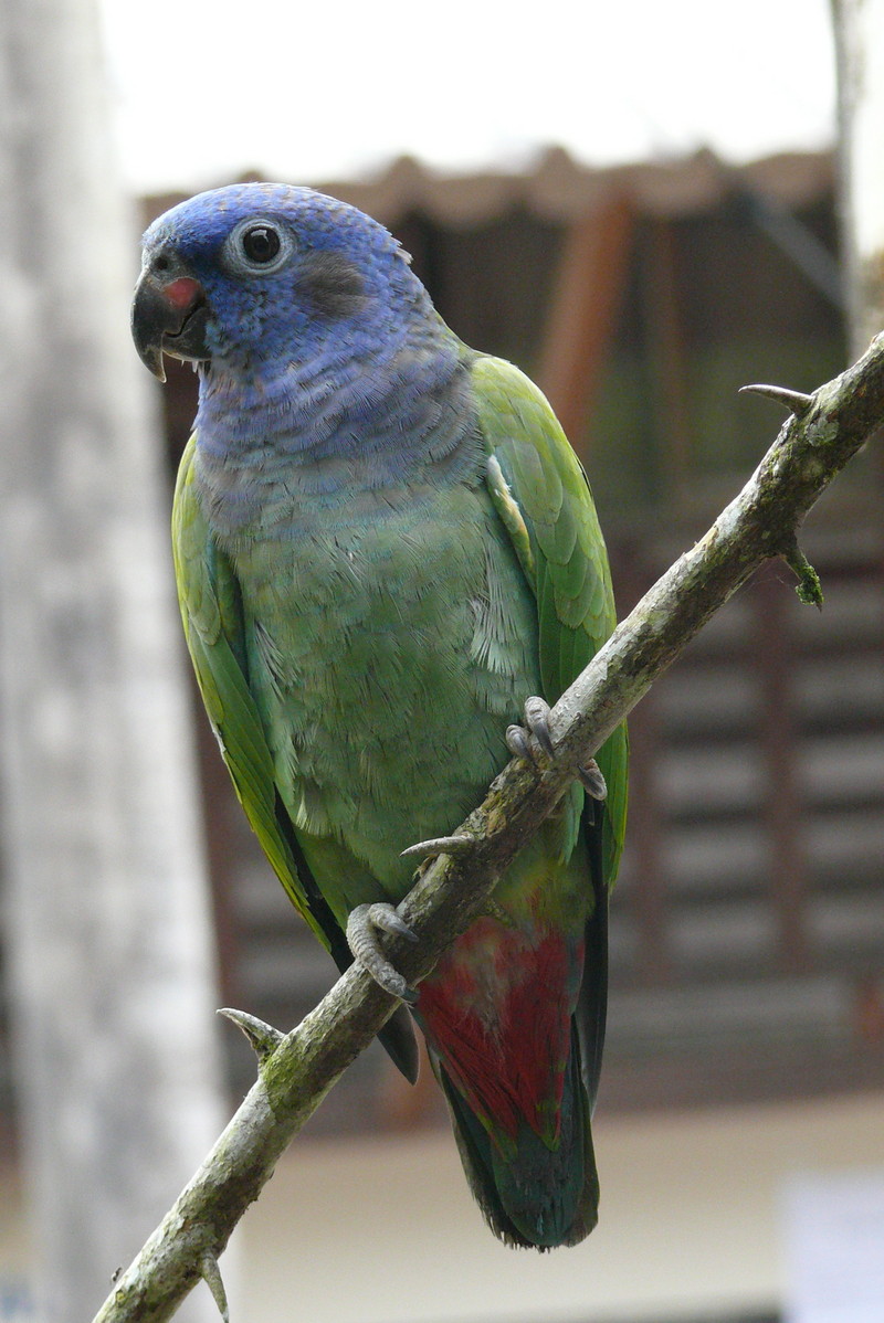 blue-headed parrot (Pionus menstruus); DISPLAY FULL IMAGE.