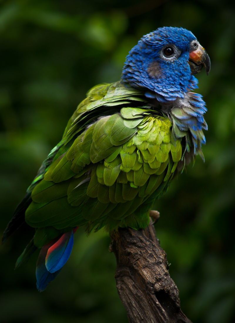 blue-headed parrot (Pionus menstruus); DISPLAY FULL IMAGE.