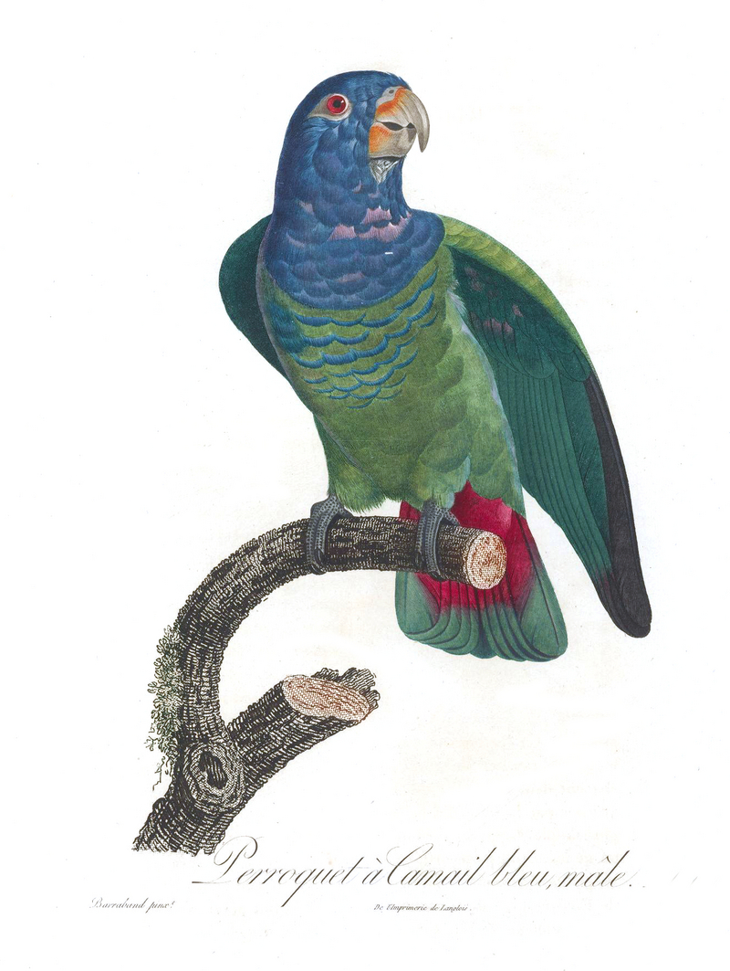 blue-headed parrot (Pionus menstruus); DISPLAY FULL IMAGE.