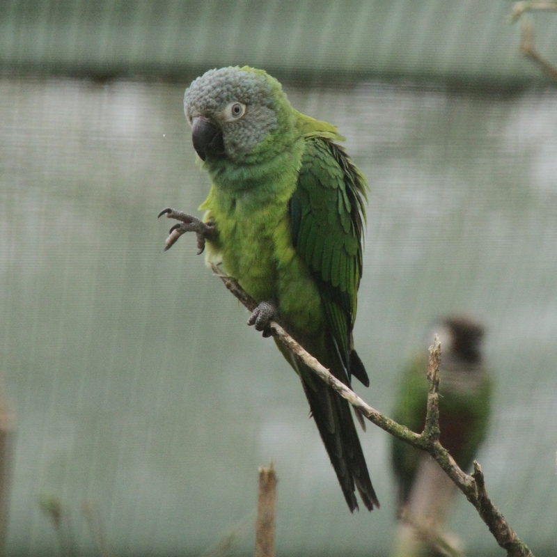 dusky-headed parakeet (Aratinga weddellii); DISPLAY FULL IMAGE.