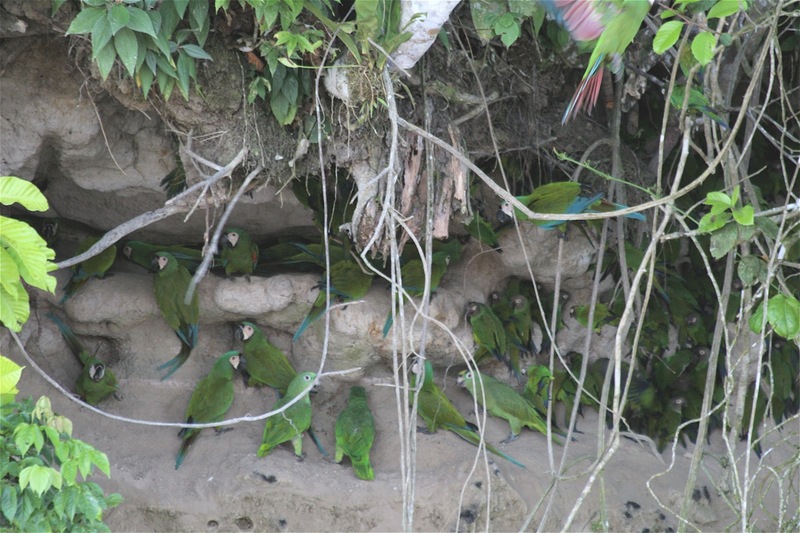 chestnut-fronted macaw (Ara severus), yellow-crowned amazon (Amazona ochrocephala), dusky-headed parakeet (Aratinga weddellii); DISPLAY FULL IMAGE.