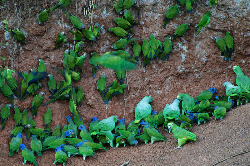 blue-headed parrot (Pionus menstruus), dusky-headed parakeet (Aratinga weddellii), mealy amazon (Amazona farinosa), yellow-crowned amazon (Amazona ochrocephala); DISPLAY FULL IMAGE.