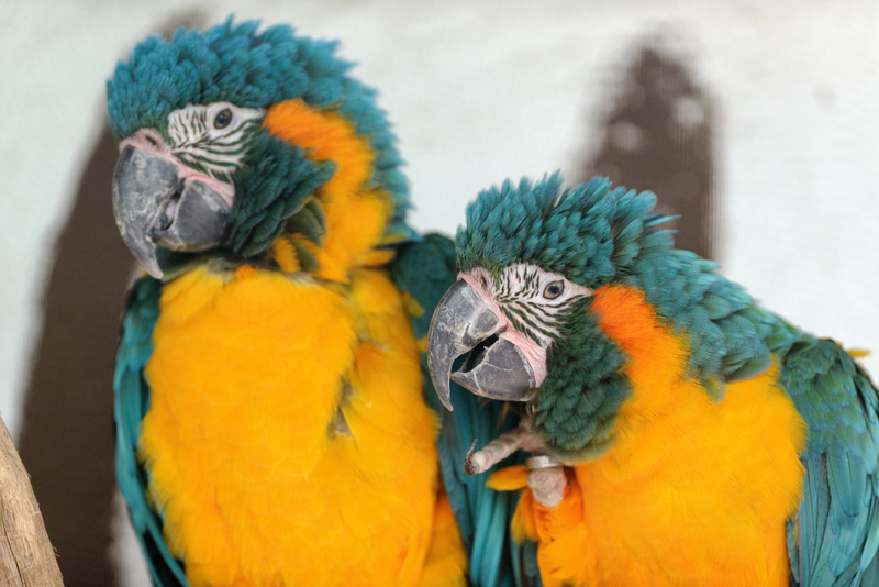 blue-throated macaw (Ara glaucogularis); DISPLAY FULL IMAGE.