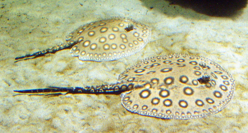 ocellate river stingray, peacock-eye stingray (Potamotrygon motoro); DISPLAY FULL IMAGE.