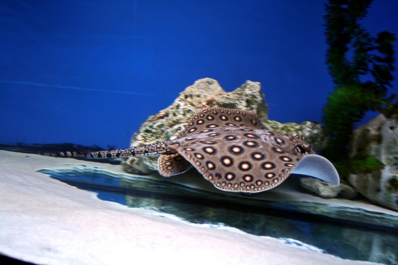 ocellate river stingray, peacock-eye stingray (Potamotrygon motoro); DISPLAY FULL IMAGE.