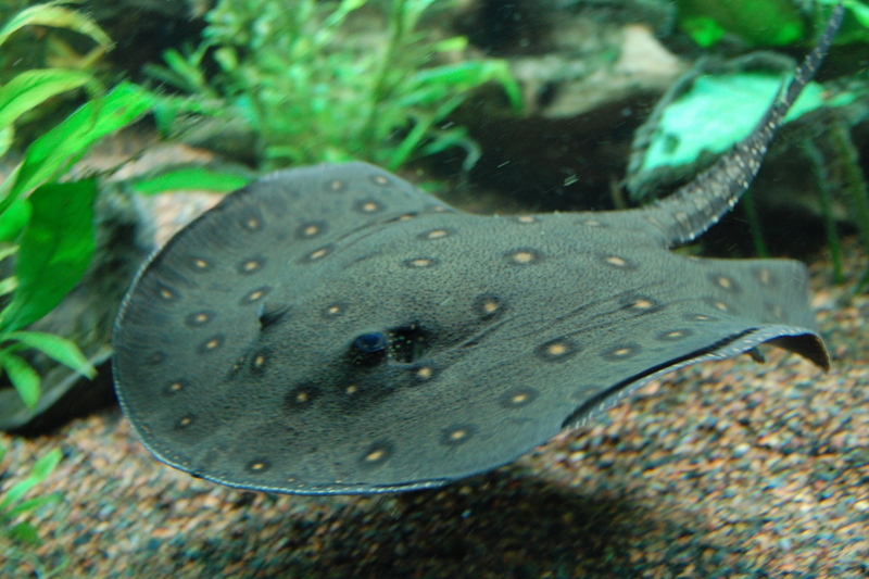 ocellate river stingray, peacock-eye stingray (Potamotrygon motoro); DISPLAY FULL IMAGE.