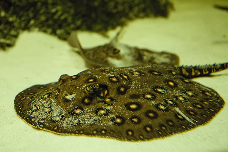 ocellate river stingray, peacock-eye stingray (Potamotrygon motoro); DISPLAY FULL IMAGE.