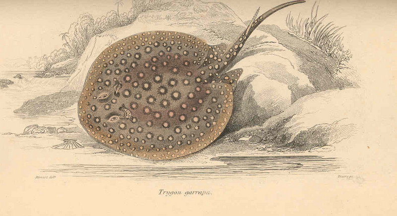 ocellate river stingray, peacock-eye stingray (Potamotrygon motoro syn. Trygon garrapa); DISPLAY FULL IMAGE.