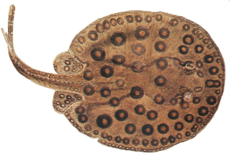 ocellate river stingray, peacock-eye stingray (Potamotrygon motoro syn. Paratrygon motoro); DISPLAY FULL IMAGE.
