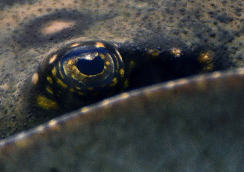 ocellate river stingray, peacock-eye stingray (Potamotrygon motoro); DISPLAY FULL IMAGE.