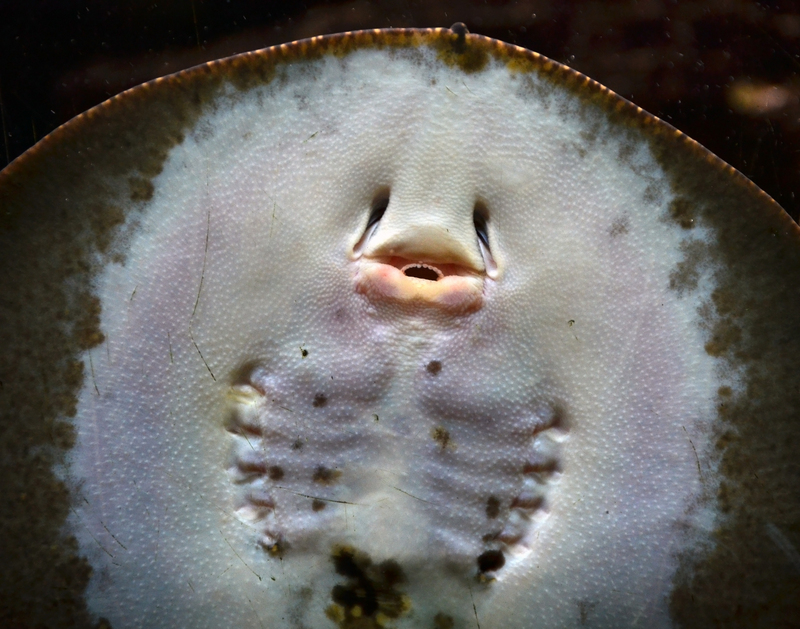 ocellate river stingray, peacock-eye stingray (Potamotrygon motoro); DISPLAY FULL IMAGE.