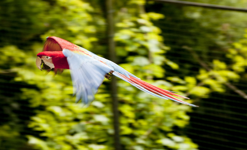 red-and-green macaw (Ara chloropterus); DISPLAY FULL IMAGE.