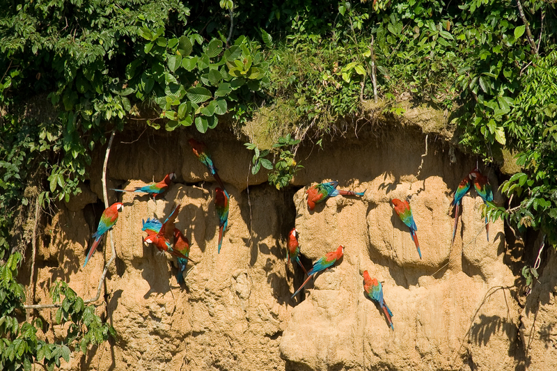 red-and-green macaw (Ara chloropterus); DISPLAY FULL IMAGE.