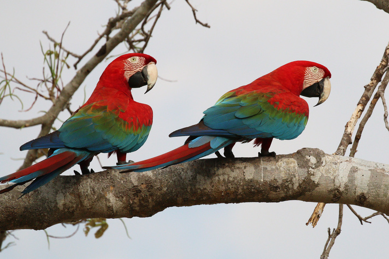 red-and-green macaw (Ara chloropterus); DISPLAY FULL IMAGE.