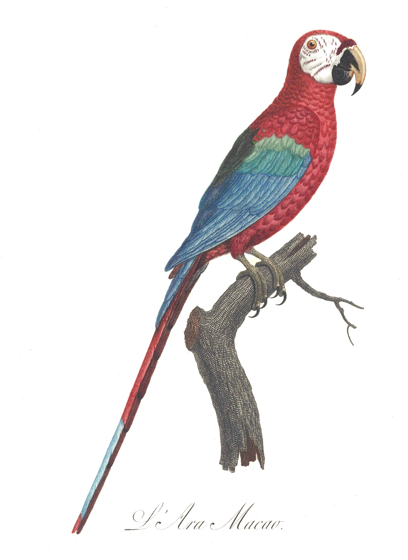 red-and-green macaw (Ara chloropterus); DISPLAY FULL IMAGE.