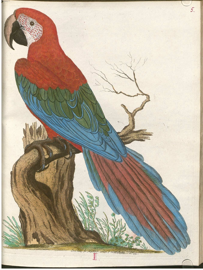 red-and-green macaw (Ara chloropterus); DISPLAY FULL IMAGE.
