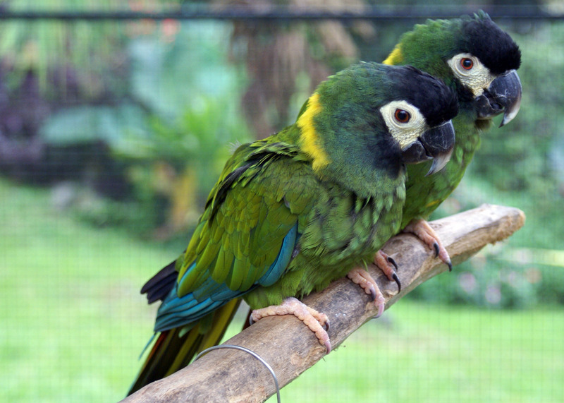 golden-collared macaw, yellow-collared macaw (Primolius auricollis); DISPLAY FULL IMAGE.