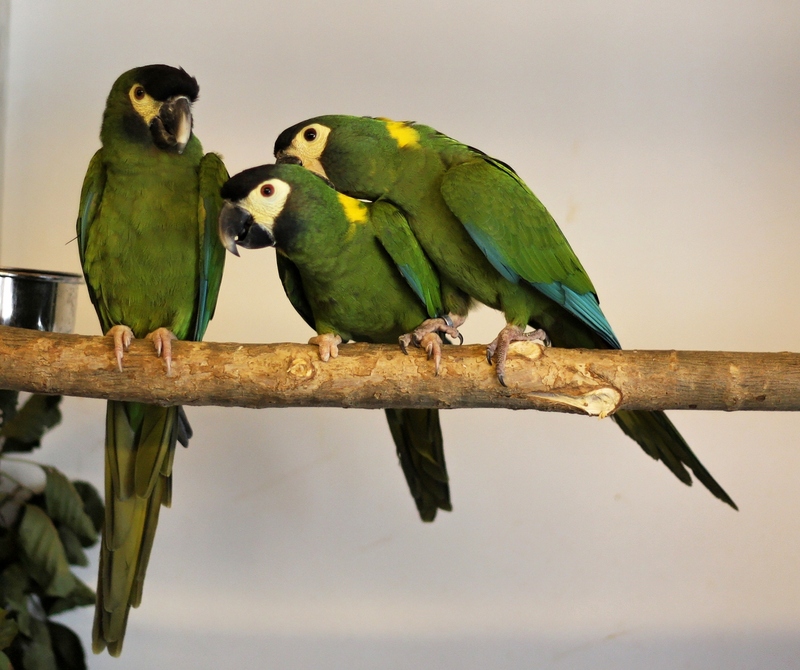 golden-collared macaw, yellow-collared macaw (Primolius auricollis); DISPLAY FULL IMAGE.