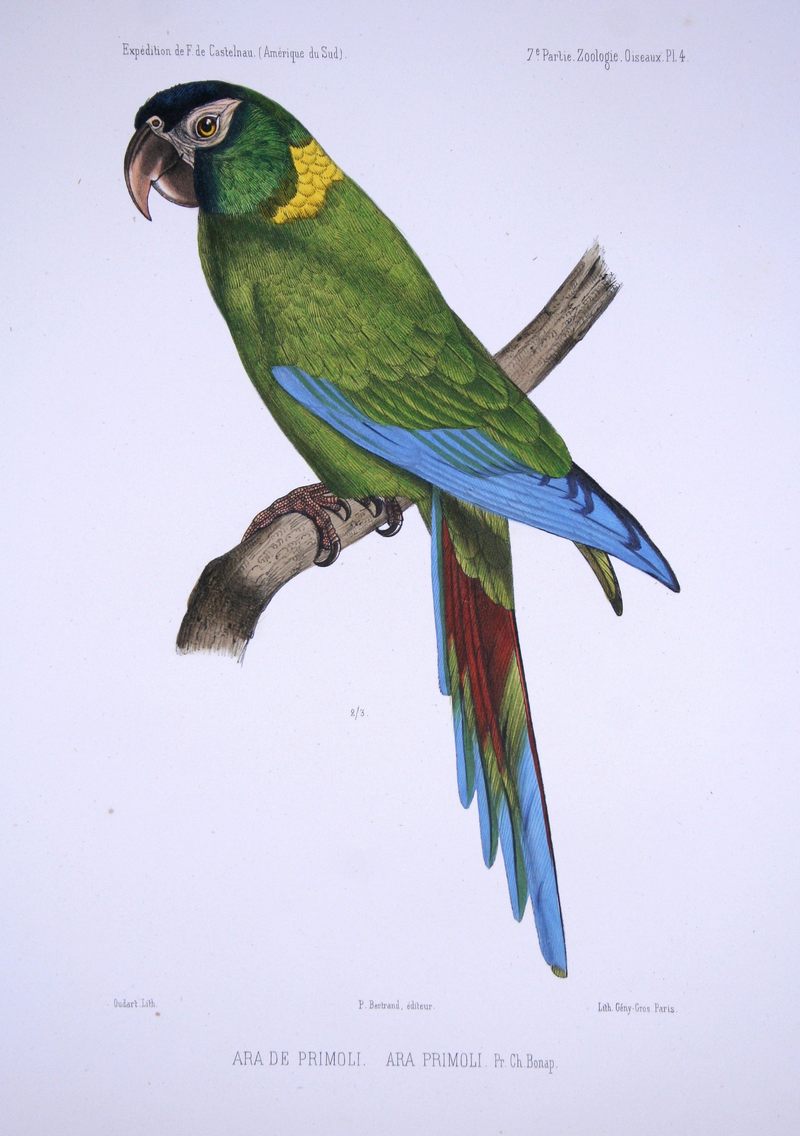 golden-collared macaw, yellow-collared macaw (Primolius auricollis); DISPLAY FULL IMAGE.