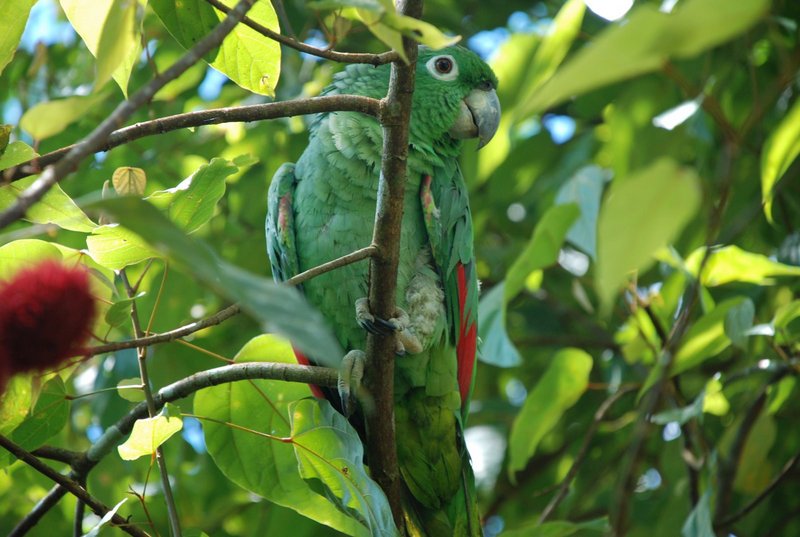 mealy amazon (Amazona farinosa); DISPLAY FULL IMAGE.