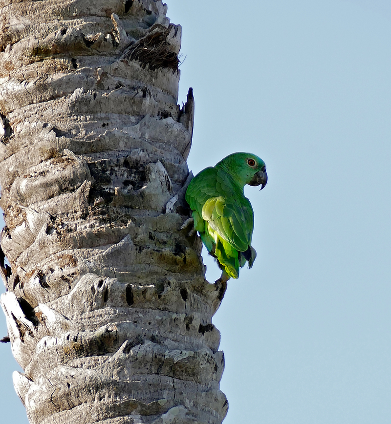 mealy amazon (Amazona farinosa); DISPLAY FULL IMAGE.