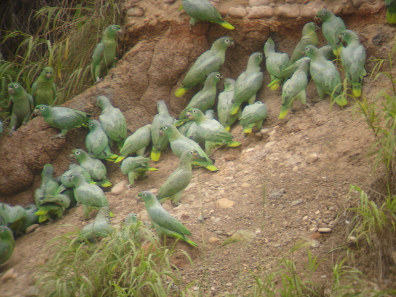 mealy amazon (Amazona farinosa); DISPLAY FULL IMAGE.