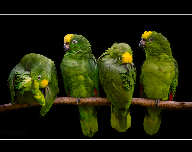 yellow-crowned amazon (Amazona ochrocephala); DISPLAY FULL IMAGE.