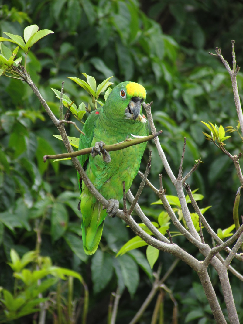 yellow-crowned amazon (Amazona ochrocephala); DISPLAY FULL IMAGE.