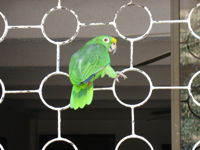 yellow-crowned amazon (Amazona ochrocephala); DISPLAY FULL IMAGE.