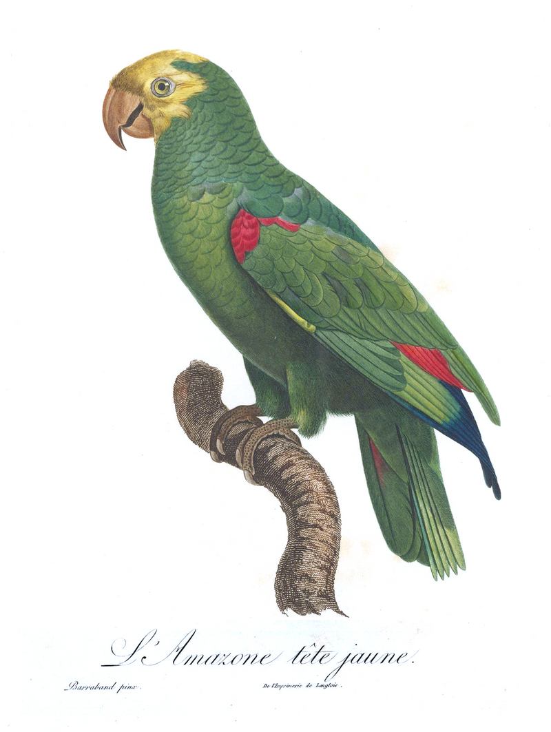 yellow-crowned amazon (Amazona ochrocephala); DISPLAY FULL IMAGE.