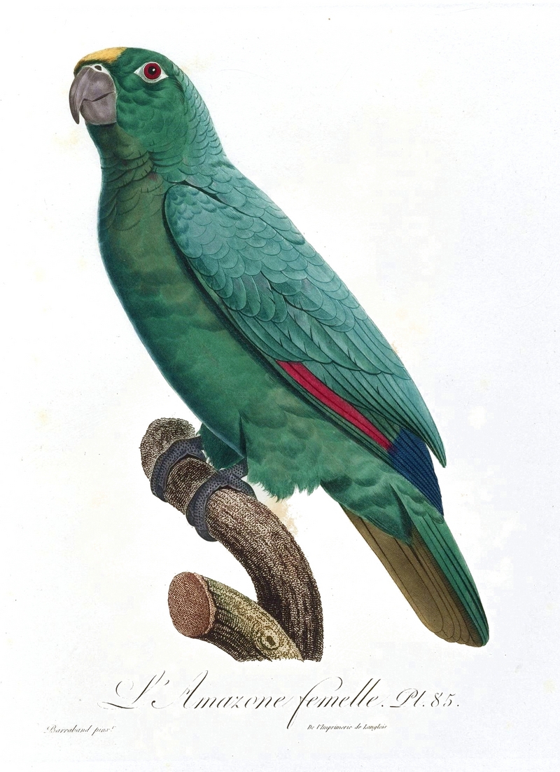 yellow-crowned amazon (Amazona ochrocephala); DISPLAY FULL IMAGE.