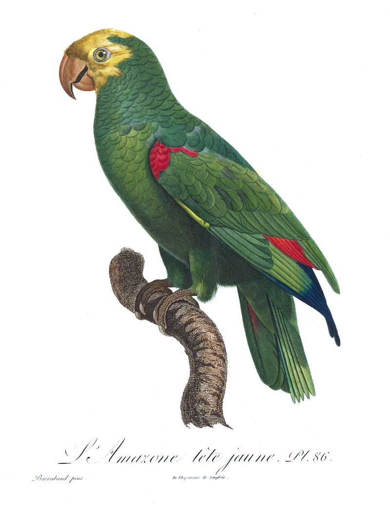 yellow-crowned amazon (Amazona ochrocephala); DISPLAY FULL IMAGE.