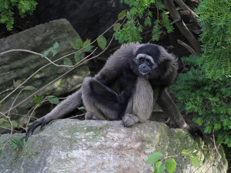 Müller's Bornean gibbon, grey gibbon (Hylobates muelleri); DISPLAY FULL IMAGE.