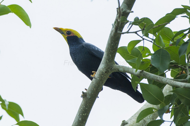 golden-crested myna (Ampeliceps coronatus); DISPLAY FULL IMAGE.