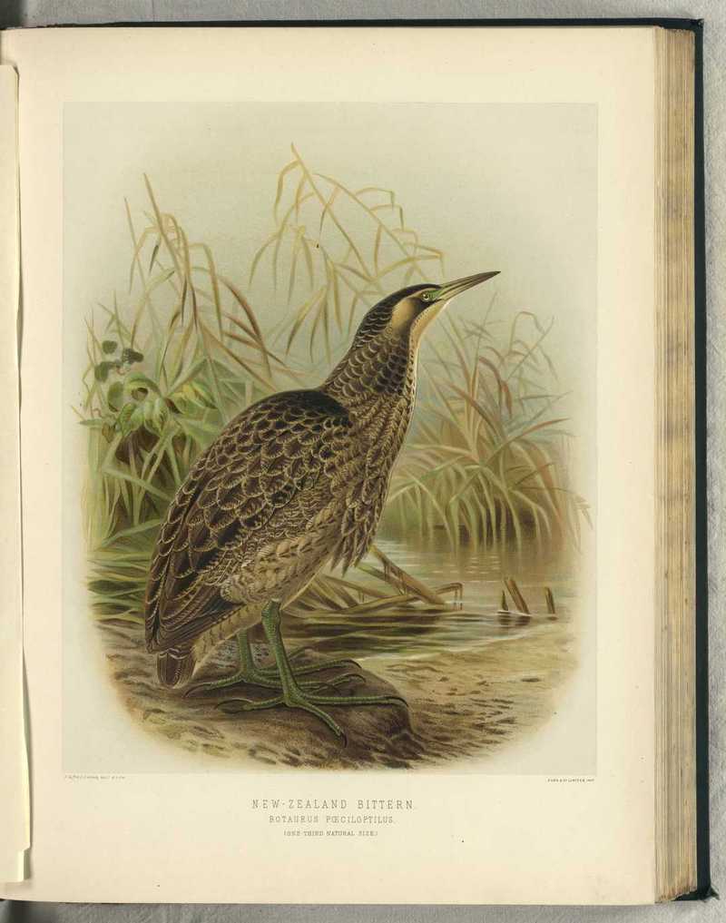 Australasian bittern (Botaurus poiciloptilus); DISPLAY FULL IMAGE.