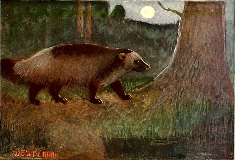 wolverine (Gulo gulo); DISPLAY FULL IMAGE.