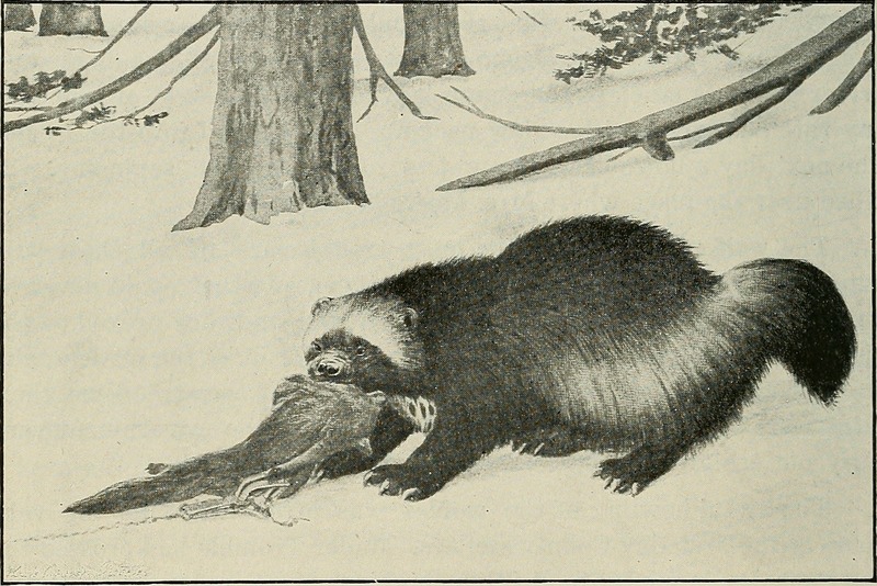 wolverine (Gulo gulo); DISPLAY FULL IMAGE.