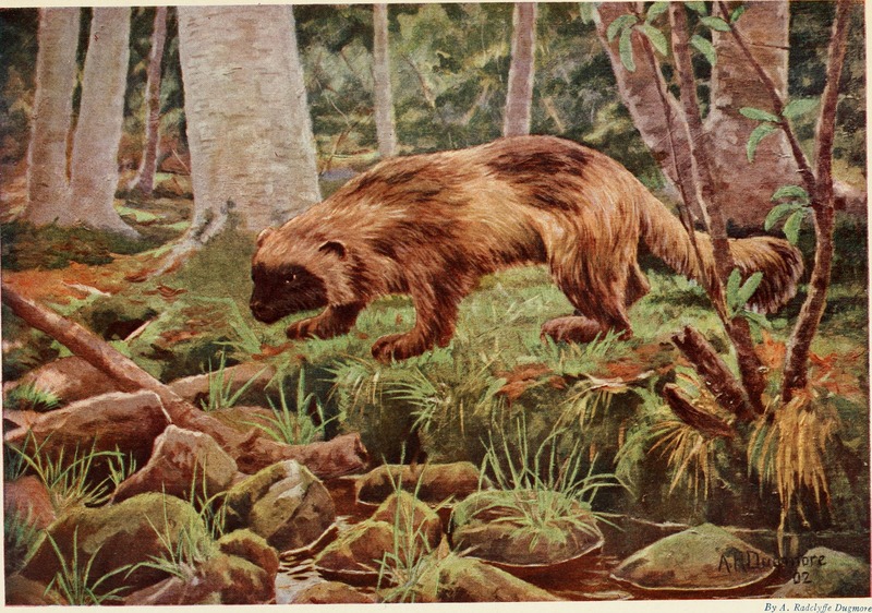 wolverine (Gulo gulo); DISPLAY FULL IMAGE.