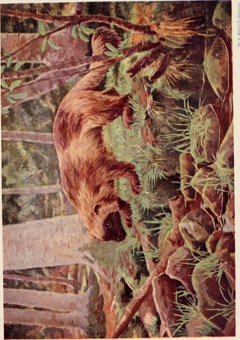 wolverine (Gulo gulo); DISPLAY FULL IMAGE.