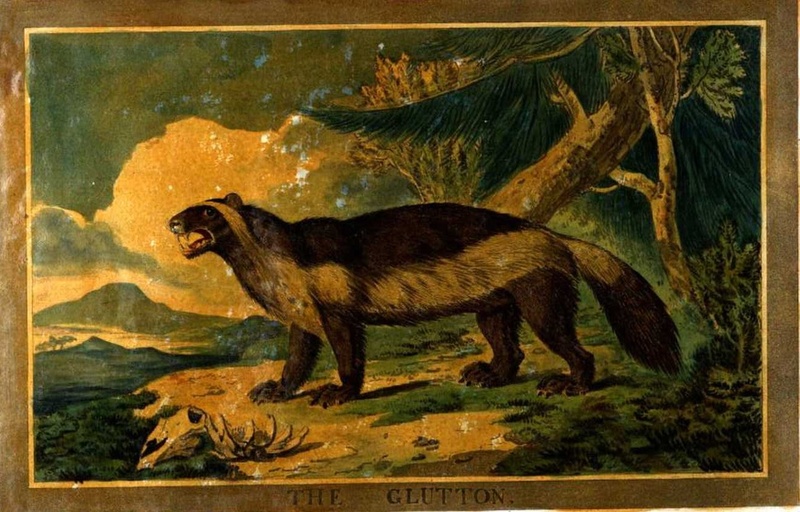 wolverine (Gulo gulo); DISPLAY FULL IMAGE.