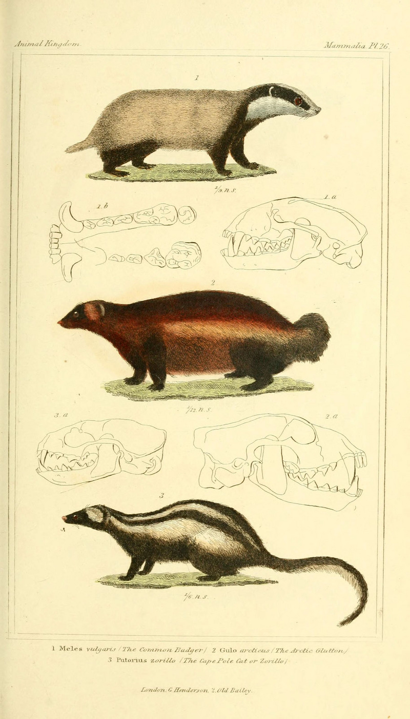 Eurasian badger (Meles meles), wolverine (Gulo gulo), striped polecat (Ictonyx striatus); DISPLAY FULL IMAGE.