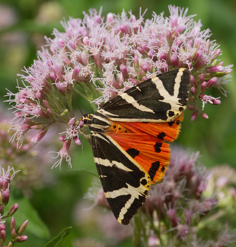 Jersey tiger (Euplagia quadripunctaria); DISPLAY FULL IMAGE.