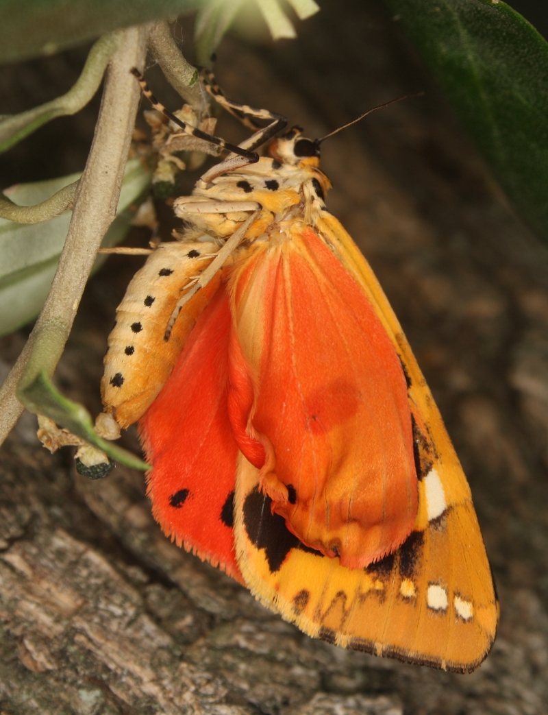 Jersey tiger (Euplagia quadripunctaria); DISPLAY FULL IMAGE.