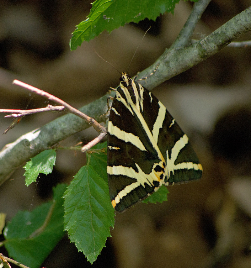 Jersey tiger (Euplagia quadripunctaria); DISPLAY FULL IMAGE.